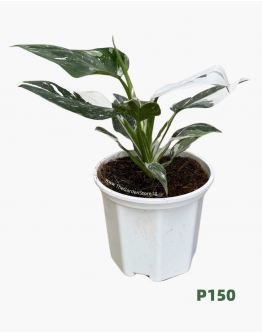 Philodendron White Wizard P150 白巫师蔓绿绒