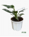 Philodendron White Wizard P150 白巫师蔓绿绒