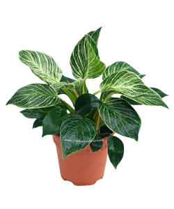 Philodendron Birkin potted indoor plant