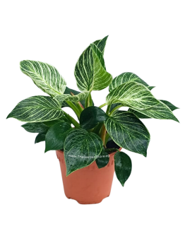 Philodendron Birkin potted indoor plant