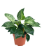 Philodendron Birkin potted indoor plant