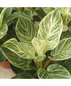 Philodendron Birkin potted indoor plant