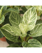 Philodendron Birkin potted indoor plant