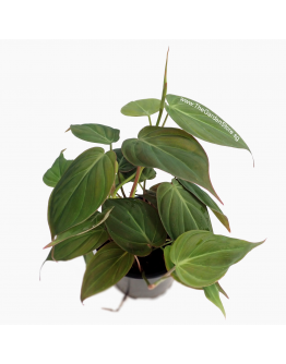 Philodendron Micans Velvet Leaf