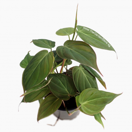 Philodendron Micans Velvet Leaf
