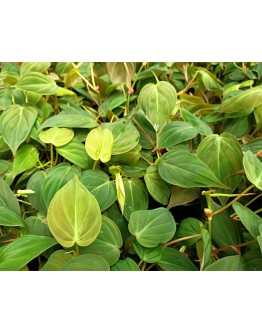 Philodendron Micans Velvet Leaf