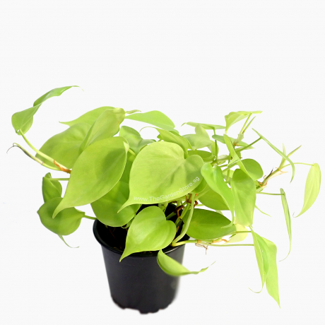 Philodendron Scanden Gold Neon