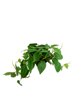 Philodendron Scanden Green