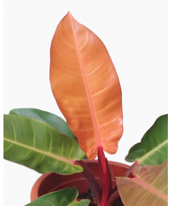 Philodendron Emerald Orange / Prince of Orange