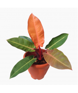 Philodendron Emerald Orange / Prince of Orange