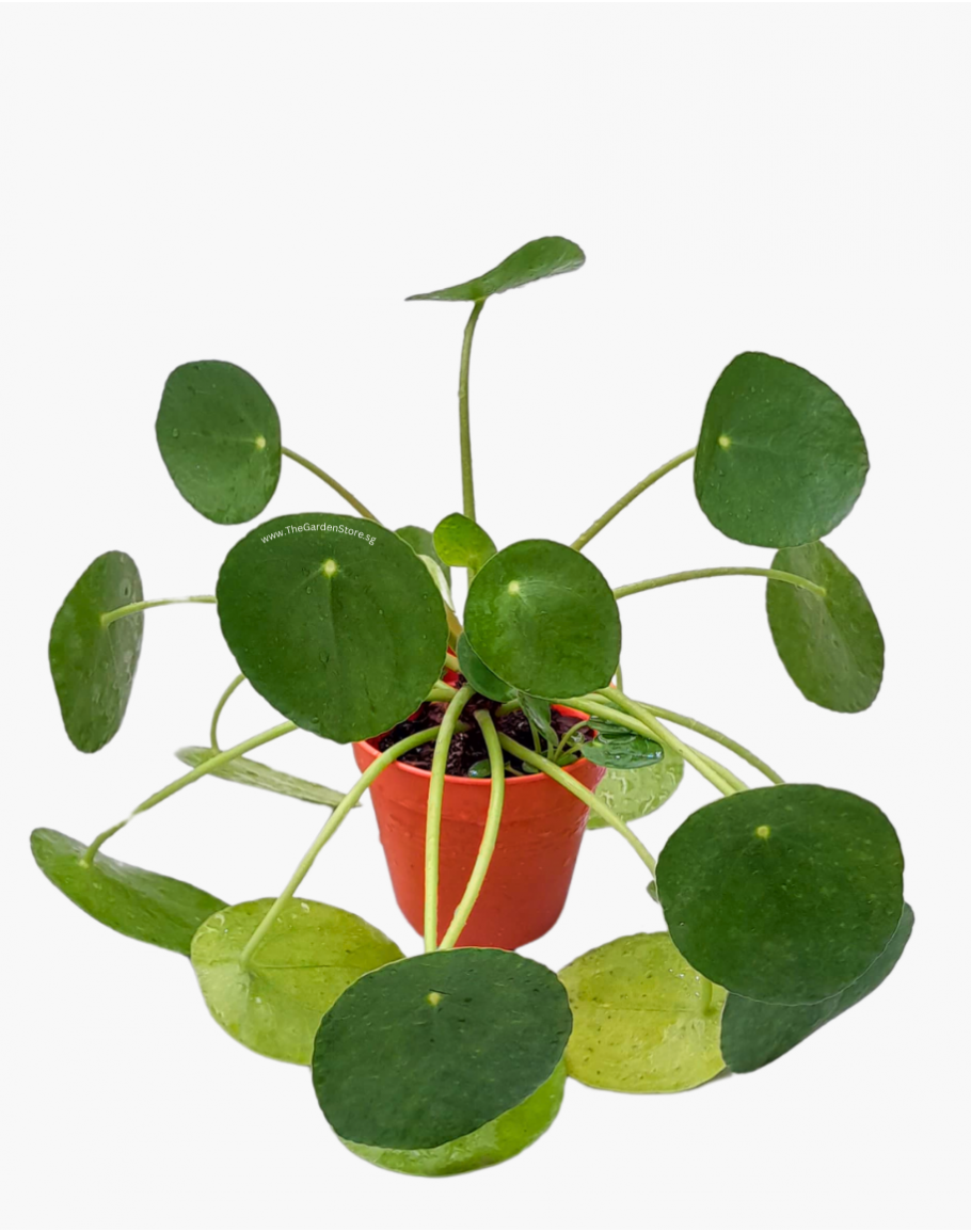 Pilea Peperomioides Chinese Money Plant Pilea Plant
