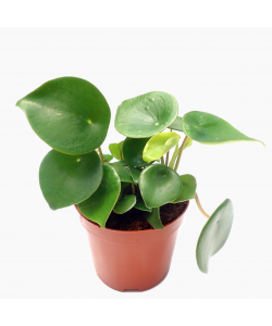 Coin Leaf Peperomia Raindrop