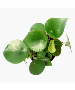 Coin Leaf Peperomia Raindrop
