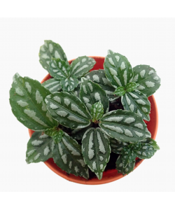 Pilea cadierei Aluminum Plant