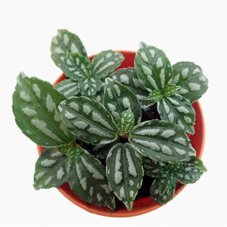 Pilea cadierei Aluminum Plant