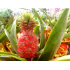 Auspicious Pineapple 旺梨 Potted in golden wrap