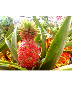 Auspicious Pineapple 旺梨 Potted in golden wrap