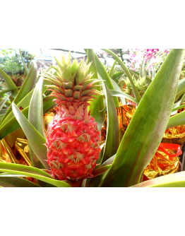 Auspicious Pineapple 旺梨 Potted in golden wrap