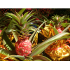 Auspicious Pineapple 旺梨 Potted in golden wrap