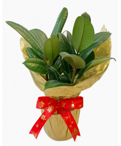 Plant Gift Wrapping Service
