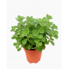 Plectranthus tomentosa Cuban Oregano