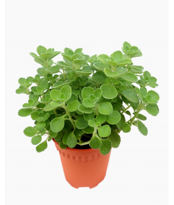 Plectranthus tomentosus Vicks Plant