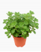 Plectranthus tomentosus Vicks Plant