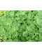 Plectranthus tomentosus Vicks Plant