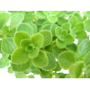 Plectranthus tomentosa Cuban Oregano