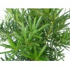 Podocarpus Pine Tall 罗汉松