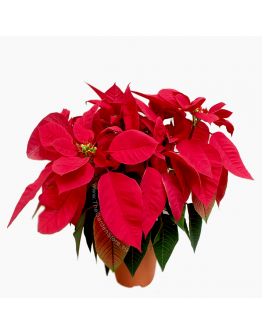 Poinsettia Euphorbia pulcherrima CHRISTMAS RED 圣诞红 Real Potted Poinsetta Best Gift for Xmas