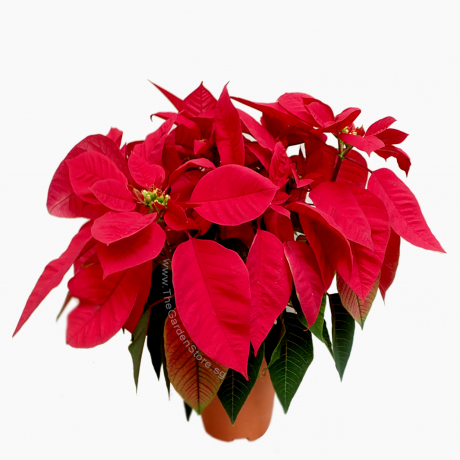 Poinsettia Euphorbia pulcherrima CHRISTMAS RED 圣诞红 Real Potted Poinsetta Best Gift for Xmas