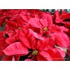 Poinsettia Euphorbia pulcherrima CHRISTMAS RED 圣诞红 Real Potted Poinsetta Best Gift for Xmas
