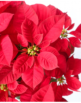 Poinsettia Euphorbia pulcherrima CHRISTMAS RED 圣诞红 Real Potted Poinsetta Best Gift for Xmas