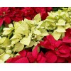 Poinsettia Euphorbia pulcherrima CHRISTMAS RED 圣诞红 Real Potted Poinsetta Best Gift for Xmas