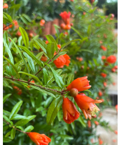 Pomegranate 石榴花 / 红花 Xia Liu Plant