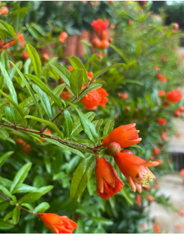 Pomegranate 石榴花 / 红花 Xia Liu Plant