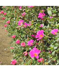 Portulaca Japanese Rose Hanging