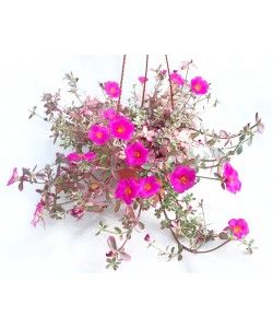 Portulaca Variegated Batik Pink Hanging