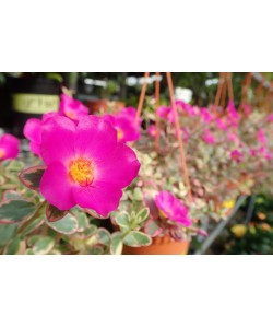 Portulaca Variegated Batik Pink Hanging