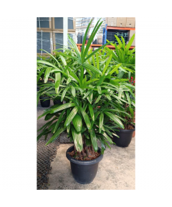 Rhapis Excelsa Lady Palm 