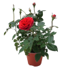 Rose 玫瑰花 Potted
