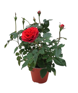 Rose 玫瑰花 Potted