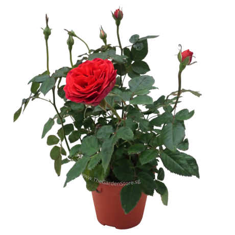 Rose 玫瑰花 Potted