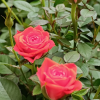 Rose 玫瑰花 Potted