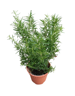 Rosemary 迷迭香 Potted Herbs