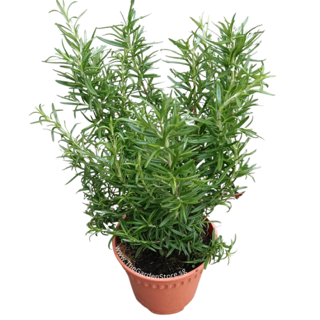 Rosemary 迷迭香 Potted Herbs