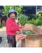 Rosemary 迷迭香 Potted Herbs