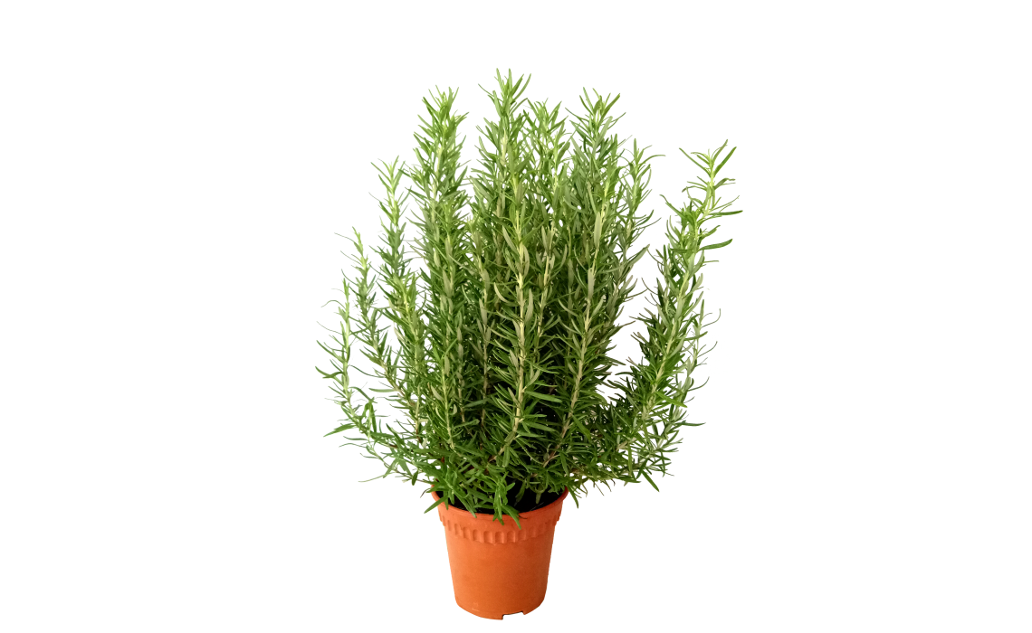 Rosemary: How to Grow, Dry, and Use This Herb in Singapore