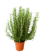 Rosemary 迷迭香 Potted Herbs